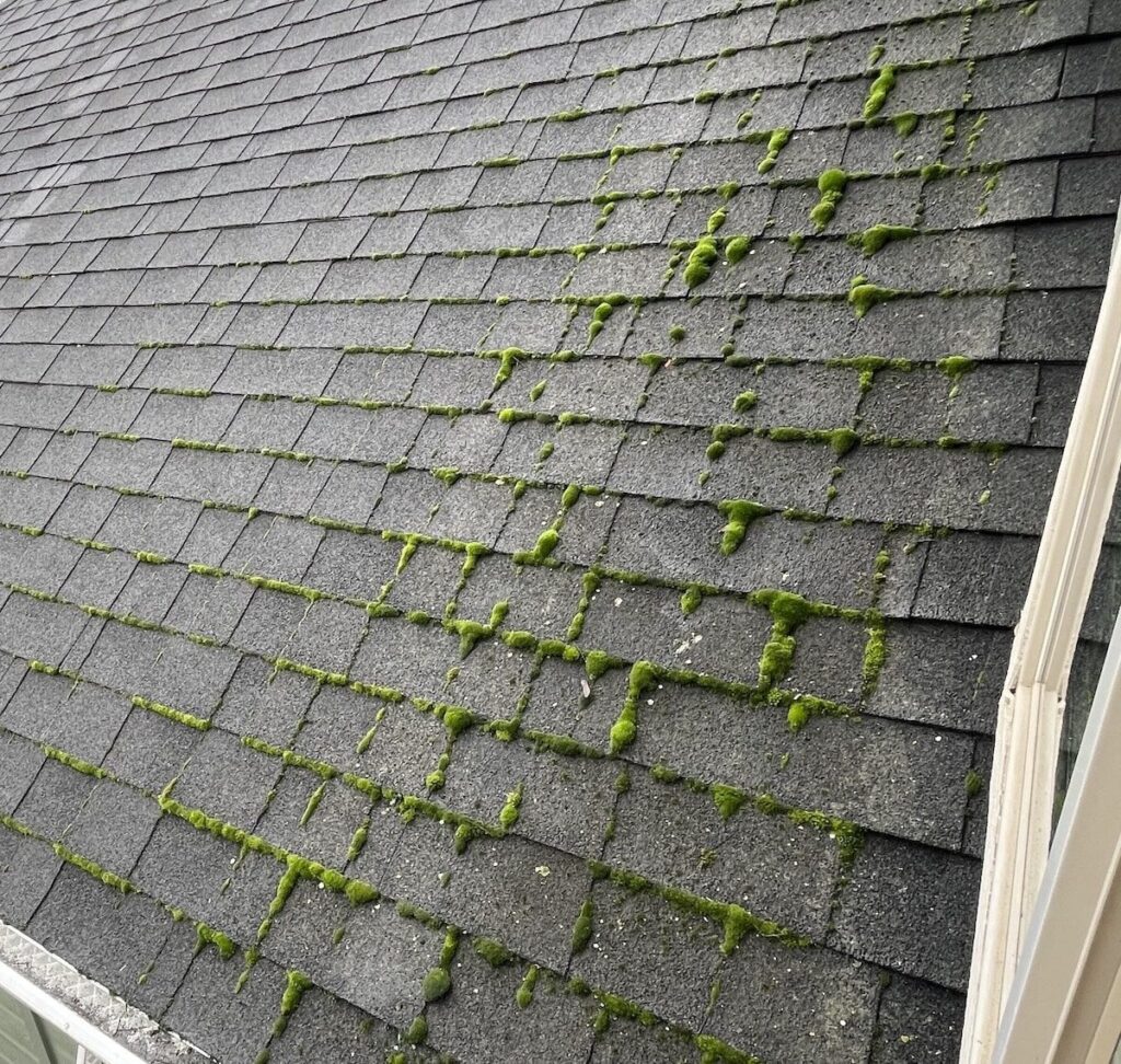 Roof moss in Medford, OR